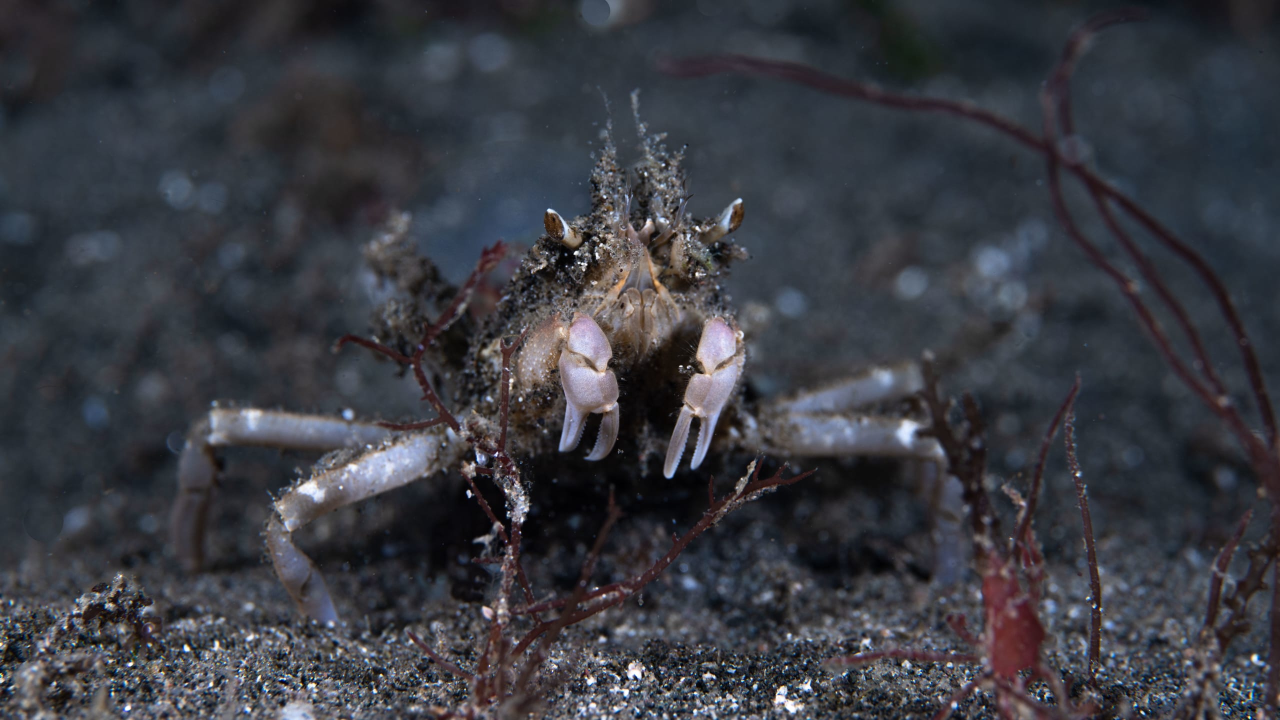 Nusa Penida Diving Prices